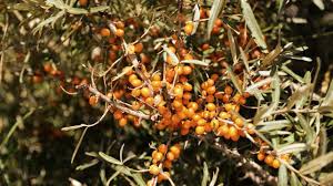 Image result for Cascara