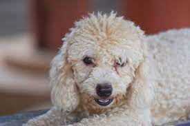 Some of the most common are … Do All Poodles Fade In Color A Color Guide With Pictures Poodle Report