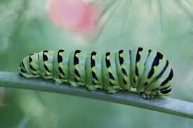 Black And Yellow Striped Caterpillar Michigan That Parsley Worm Is Really A Caterpillar Triblive Com