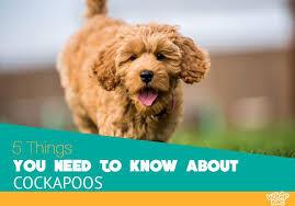 But he is a mess. 5 Things You Need To Know About Cockapoos Woof Dog