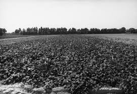 Black And White Image Of Potato North Carolina Sweet Potato Sweet Potatoes With Images Sweet Potato Potatoes Sweet