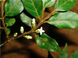 Image result for Pyrostria bibracteata