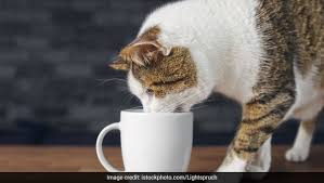 This Viral Video Of Cat Trying To Bury Coffee Will Leave You In Splits Ndtv Food