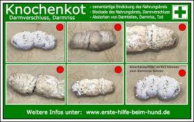 Schleim, im medizinischen fachjargon auch „mucus, ist ein sekret von zähflüssiger konsistenz, das von speziellen schleimdrüsen des körpers gebildet wird. Erste Hilfe Beim Hund Knochenkot