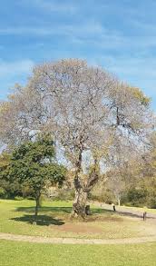 Image result for Celtis africana