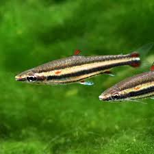 Image result for Tricalysia niamniamensis