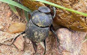 Image result for Obetia tenax