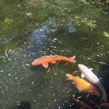 Maybe you would like to learn more about one of these? Der Japanischer Garten Kaiserslautern Hat Wieder Geoffnet Schaut Doch Mal Rein