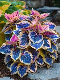 Image result for Coleus alpinus