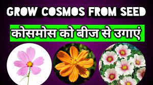 Cosmos Flower Hindi Best Flower Wallpaper