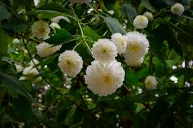 Es la unión de los vocablos mazatl (venado), mitl (flecha) y tlan (lugar). Pom Pom Bush Montanoa Bipinnatifida Photorator
