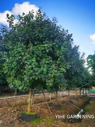 Image result for Hibiscus tiliaceus