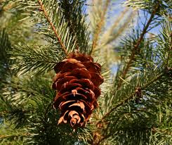 Maybe you would like to learn more about one of these? Douglas Fir Cone Douglas Fir Pseudotsuga Menziesii Cone Flickr