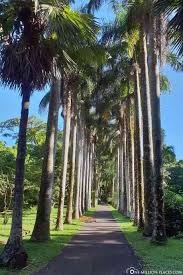 Der Botanische Garten In Pamplemousses Mauritius In 2020 Botanischer Garten Garten Palmenarten