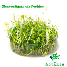 Image result for Glossostelma