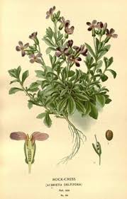 Image result for Huaceae