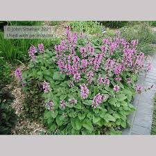 Image result for Stachys
