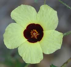 Image result for Hibiscus surattensis