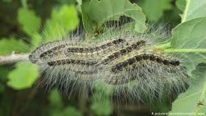 British authorities give toxic caterpillar warning | News | DW | 29.04.2018