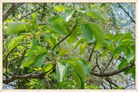 Image result for Terminalia bellirica