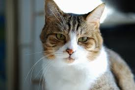 kedi ile ilgili görsel sonucu
