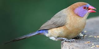 Image result for Trichoneura grandiglumis