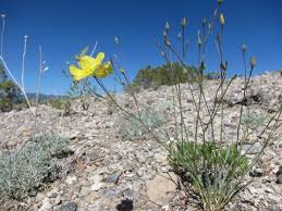 Image result for Hugonia platysepala
