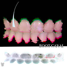 rosmaro's collection