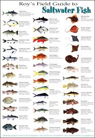 North Coast Fish Identification Guide North Free Download