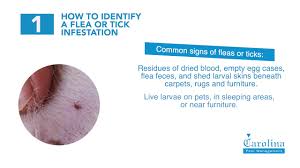 How does flea and tick prevention work? Charlotte Tick Control Flea Exterminator Carolina Pest