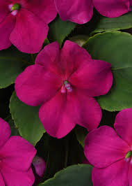 Image result for Impatiens purpureoviolacea