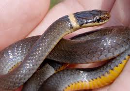 They will also eat other. Diadophis Punctatus Ring Necked Snake Vermont Reptile And Amphibian Atlas
