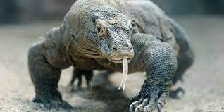Mammals