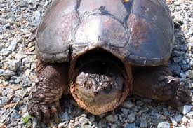 This turtle is commonly confused with an alligator snapping turtle (macrochely. Snapping Turtle Pa Herp Identification