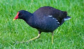 Bird With Colorful Feathers Name 25 Different Types Of Birds With Names And Pictures Styles At Life Birds Animals Pictures