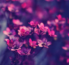 Lilly Orchards In 2020 Hd Nature Wallpapers Whatsapp Dp Images Flower Wallpaper