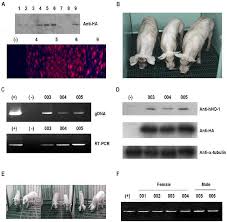 Maybe you would like to learn more about one of these? Generation Of Hho 1 Transfected Donor Cell Lines And Hho 1 Tg Pigs A Download Scientific Diagram