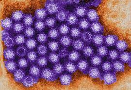 Symptomatische behandlung akuter durchfälle für erwachsene u. Norovirus Symptome Inkubationszeit Dauer