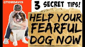 Maybe you would like to learn more about one of these? How To Build Confidence In Your Dog How Do I Train My Fearful Dog Youtube