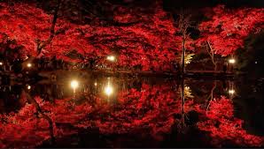 Outdoor Tree Lighting 5 Trees That Look The Best When Lit