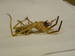 Woodlouse spiders have been known to bite humans if handled. London Evacuated As Camel Spiders Invade Everything Else Quarter To Three Forums