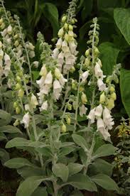 Combine foxgloves with bleeding hearts, hardy geraniums, astilbes, catmints, and bellflowers in a bed or border. Foxgloves Das Journal