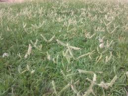 Image result for Cynodon dactylon