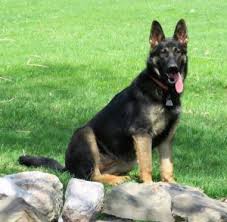 We did not find results for: 5 Best German Shepherd Breeders In New York 2021 We Love Doodles