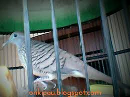 Pakan perkutut bangkok/pakan perkutut lokal/pakan perkutut lomba. Ciri Ciri Dan Kelebihan Perkutut Lokal Tuban On Kicau