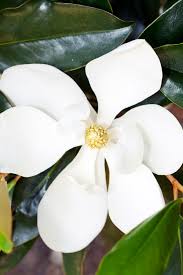 Check spelling or type a new query. Magnolia Little Gem Burke S Backyard