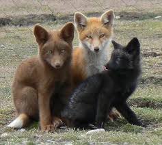 All about the Red Fox