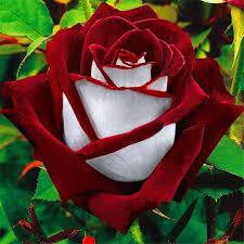 / хоум энд гарден (home & garden). Display08 20pcs Rare Red White Osiria Ruby Rose Flower Seeds Home Garden Plant Buy Online In Angola At Angola Desertcart Com Productid 69162330