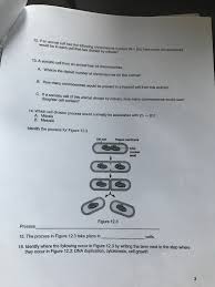 Which animal cells divide by mitosis. 12 If An Animal Cell Has The Following Chromosome Chegg Com