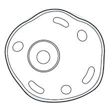 Animal cell and plant cell easy drawing. 9 Best Animal Cell Drawing Ideas Animal Cell Drawing Animal Cell Science Drawing